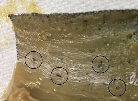Figure 1. Dirt within the grease is shown caught in a strainer. (Photo: Motion.)